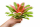 Neoregelia madame van durme 24–30 cm, ungetopft, – Bromelie für Dendrobaten & Pfeilgiftfrösche – epiphytische Terrarienpflanze ohne Erde – tropische Regenwaldpflanze für Feuchtraumterrarium
