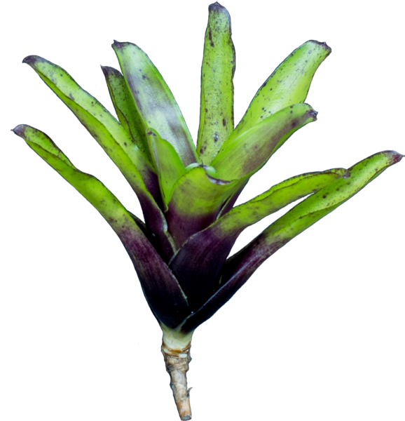Neoregelia aiax, ungetopft
