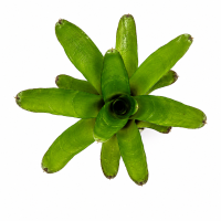 Neoregelia aiax – ungetopfte Bromelie für...