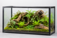Neoregelia aiax – ungetopfte Bromelie für Terrarium, Gesteck & tropische Zimmerdeko