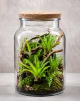 Neoregelia aiax – ungetopfte Bromelie für Terrarium, Gesteck & tropische Zimmerdeko