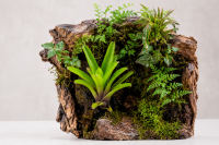Neoregelia aiax – ungetopfte Bromelie für Terrarium, Gesteck & tropische Zimmerdeko