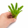 Neoregelia aiax – ungetopfte Bromelie für Terrarium, Gesteck & tropische Zimmerdeko