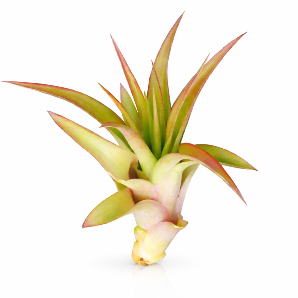 Tillandsia brachycaulus abdita M (ca. 9 cm) – Luftpflanze ohne Erde – Pflegeleicht & dekorativ – Bromelie aus Guatemala & Mexiko – Ideal für Terrarium, Deko & Geschenk
