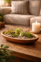 Tillandsia brachycaulus abdita M (ca. 9 cm) – Luftpflanze ohne Erde – Pflegeleicht & dekorativ – Bromelie aus Guatemala & Mexiko – Ideal für Terrarium, Deko & Geschenk