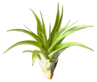 Tillandsia brachycaulus abdita M