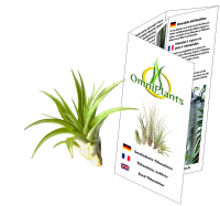 Tillandsia brachycaulus abdita M