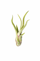 Tillandsia caput medusae M (ca. 13 cm) –...