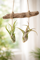 Tillandsia caput medusae M (ca. 13 cm) –...