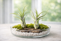 Tillandsia caput medusae M (ca. 13 cm) – Luftpflanze ohne Erde, pflegeleicht & dekorativ – Air Plant für Zuhause, Terrarium & Geschenk – OmniPlants
