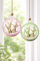 Tillandsia caput medusae M (ca. 13 cm) – Luftpflanze ohne Erde, pflegeleicht & dekorativ – Air Plant für Zuhause, Terrarium & Geschenk – OmniPlants