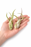 Tillandsia caput medusae M (ca. 13 cm) – Luftpflanze ohne Erde, pflegeleicht & dekorativ – Air Plant für Zuhause, Terrarium & Geschenk – OmniPlants