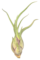 Tillandsia caput medusae M