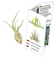 Tillandsia caput medusae M