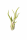 Tillandsia caput medusae M (ca. 13 cm) – Luftpflanze ohne Erde, pflegeleicht & dekorativ – Air Plant für Zuhause, Terrarium & Geschenk – OmniPlants