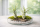 Tillandsia caput medusae M (ca. 13 cm) – Luftpflanze ohne Erde, pflegeleicht & dekorativ – Air Plant für Zuhause, Terrarium & Geschenk – OmniPlants
