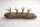 Tillandsia caput medusae M (ca. 13 cm) – Luftpflanze ohne Erde, pflegeleicht & dekorativ – Air Plant für Zuhause, Terrarium & Geschenk – OmniPlants