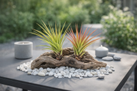 Tillandsia tricolor M (ca. 15 cm) – Exotische...