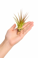 Tillandsia tricolor M (ca. 15 cm) – Exotische Luftpflanze ohne Erde – Pflegeleicht & dekorativ – Air Plant für Zuhause, Terrarium & Geschenk – inkl. Pflegeanleitung – plastikfrei verpackt