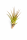 Tillandsia tricolor M (ca. 15 cm) – Exotische Luftpflanze ohne Erde – Pflegeleicht & dekorativ – Air Plant für Zuhause, Terrarium & Geschenk – inkl. Pflegeanleitung – plastikfrei verpackt