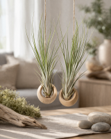 Tillandsia juncea S ca. 18 cm – Luftpflanze ohne Erde – Pflegeleichte Tillandsie für Deko, Terrarium & Geschenk – inkl. Pflegeanleitung – nachhaltig verpackt