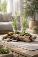 Tillandsia juncea S ca. 18 cm – Luftpflanze ohne Erde – Pflegeleichte Tillandsie für Deko, Terrarium & Geschenk – inkl. Pflegeanleitung – nachhaltig verpackt