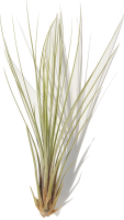Tillandsia juncea S