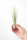 Tillandsia juncea S ca. 18 cm – Luftpflanze ohne Erde – Pflegeleichte Tillandsie für Deko, Terrarium & Geschenk – inkl. Pflegeanleitung – nachhaltig verpackt