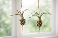 Tillandsia pseudobaileyi M (ca. 18 cm) – Große Luftpflanze ohne Erde – pflegeleicht & dekorativ – Air Plant für Terrarium, Deko & Geschenk – inkl. Pflegeanleitung – plastikfrei | OmniPlants