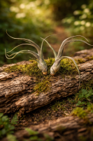 Tillandsia pseudobaileyi M (ca. 18 cm) – Große Luftpflanze ohne Erde – pflegeleicht & dekorativ – Air Plant für Terrarium, Deko & Geschenk – inkl. Pflegeanleitung – plastikfrei | OmniPlants