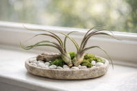 Tillandsia pseudobaileyi M (ca. 18 cm) – Große Luftpflanze ohne Erde – pflegeleicht & dekorativ – Air Plant für Terrarium, Deko & Geschenk – inkl. Pflegeanleitung – plastikfrei | OmniPlants
