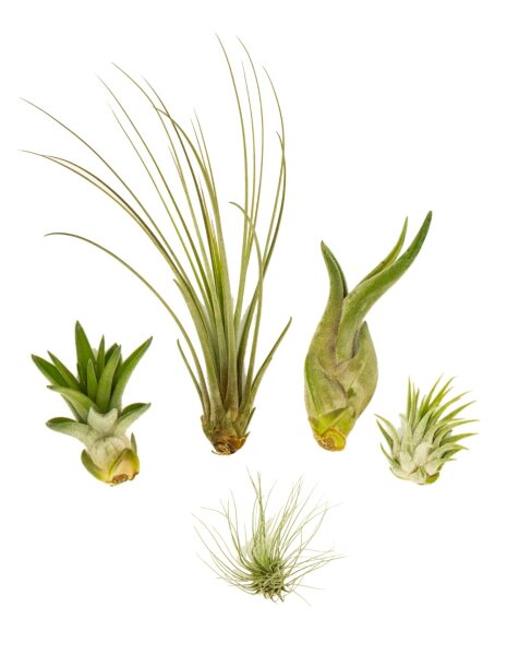 OmniPlants – Tillandsien Mini 5er Mix – Luftpflanzen Set, Air Plants, ohne Erde, Deko