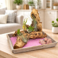 OmniPlants – Tillandsien Mini 5er Mix – Luftpflanzen Set, Air Plants, ohne Erde, Deko