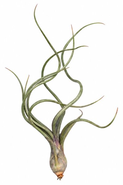 Tillandsia pseudobaileyi L ca. 23 cm – Luftpflanze ohne Erde – Air Plant