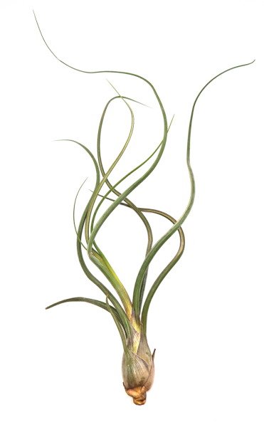 Tillandsia pseudobaileyi L
