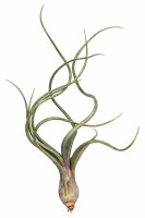 Tillandsia pseudobaileyi L ca. 23 cm – Luftpflanze...
