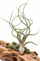 Tillandsia pseudobaileyi L ca. 23 cm – Luftpflanze ohne Erde – Air Plant
