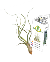 Tillandsia pseudobaileyi L