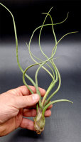 Tillandsia pseudobaileyi L
