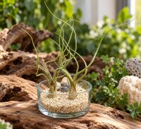 Tillandsia pseudobaileyi L ca. 23 cm – Luftpflanze ohne Erde – Air Plant