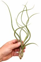 Tillandsia pseudobaileyi L ca. 23 cm – Luftpflanze ohne Erde – Air Plant