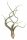 Tillandsia pseudobaileyi L ca. 23 cm – Luftpflanze ohne Erde – Air Plant