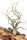 Tillandsia pseudobaileyi L ca. 23 cm – Luftpflanze ohne Erde – Air Plant