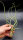 Tillandsia pseudobaileyi L