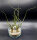 Tillandsia pseudobaileyi L