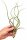 Tillandsia pseudobaileyi L ca. 23 cm – Luftpflanze ohne Erde – Air Plant
