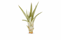 Tillandsia fasciculata M (ca. 13 cm) – große...