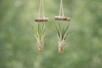 Tillandsia fasciculata M (ca. 13 cm) – große...