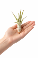 Tillandsia fasciculata M (ca. 13 cm) – große Luftpflanze ohne Erde – pflegeleicht & exotisch – Air Plant für Deko, Terrarium & Geschenk – OmniPlants