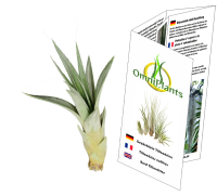 Tillandsia fasciculata M